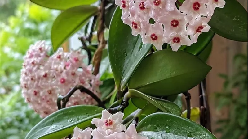 نبات الهويا.. زهور عطرية ومظهر أنيق يجعلان نبات الشمعة نجم النباتات المنزلية
