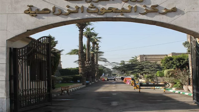 الإنتاج الحيواني يطلق ورشة عمل حول تطبيقات الذكاء الاصطناعي في البحث العلمي