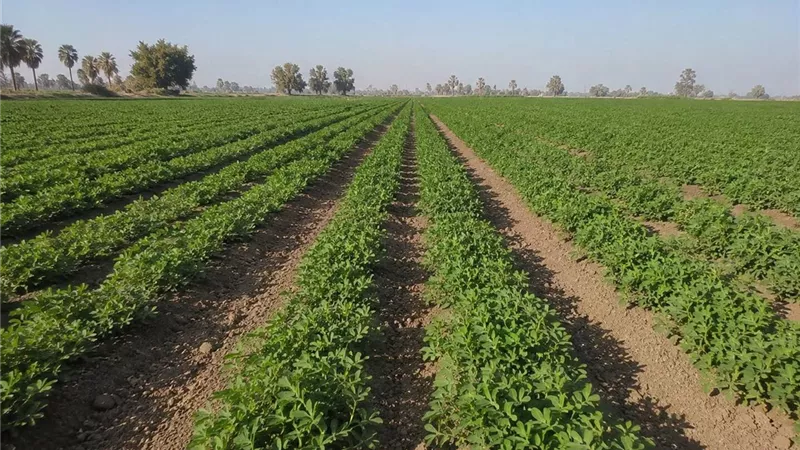 خبراء يوضحون برنامج إدارة محصول الفول السوداني من الزراعة حتى الحصاد