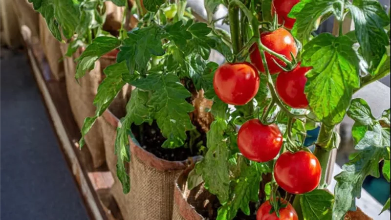 زراعة الطماطم في البلكونة.. خطوات بسيطة للحصول على محصول وفير داخل المنزل