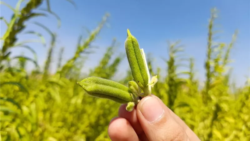 حشائش السمسم.. كيف تحمي حقول السمسم من مخاطر الأسابيع الخمسة الأولى؟