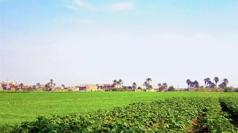 نقيب الفلاحين يحذر: موجة الحر تدفع الثعابين السامة لغزو الأراضي الزراعية