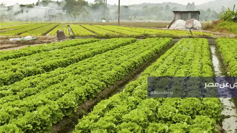 مشروع الـ1.5 مليون فدان.. كيف تحصل على أراضي زراعية بشروط بسيطة؟