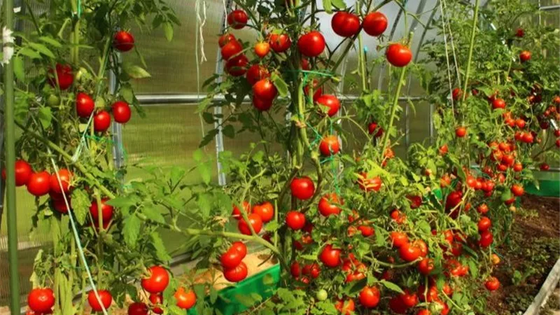 برنامج تسميد الطماطم بالري بالتنقيط.. خطوات الوصول لأعلى إنتاجية في الشتاء