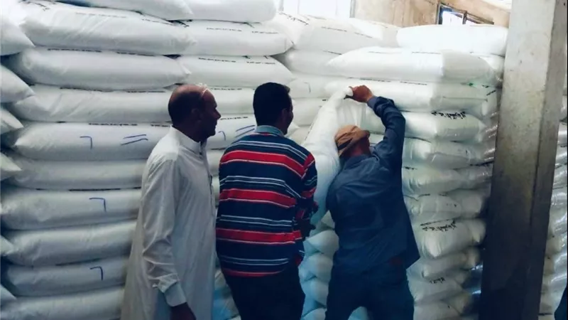 زراعة كفر الشيخ تكثف الرقابة خلال الإجازات.. صرف الأسمدة للمزارعين ومتابعة ميدانية للمحاصيل