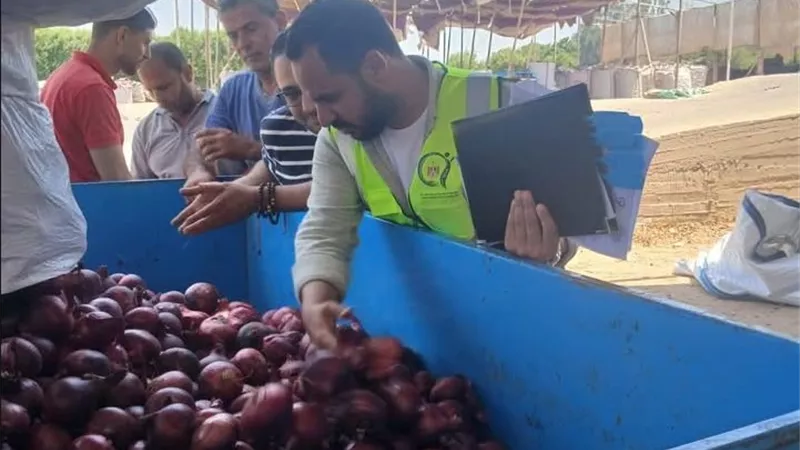سلامة الغذاء ترفع درجة الاستعداد خلال الإجازات.. رقابة مكثفة لتسريع تصدير الحاصلات الزراعية المصرية