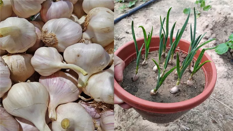 زراعة الثوم في المنزل.. خطوات بسيطة لزراعته في الأصيص والحصول على رؤوس جيدة