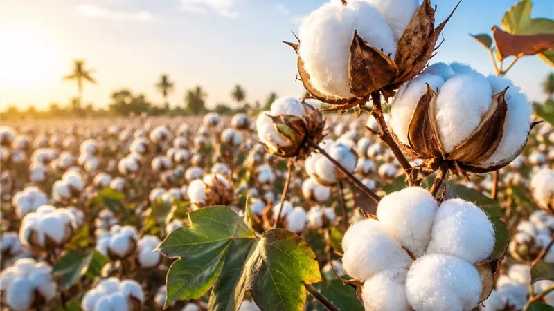 بدء موسم توريد الأقطان ببورسعيد 15 أكتوبر الجاري