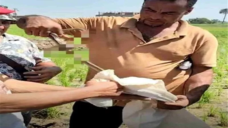 بعد حالتي وفاة.. اصطياد ثعبانين سامين وإطلاق حملات موسعة لمكافحة الزواحف بالشرقية