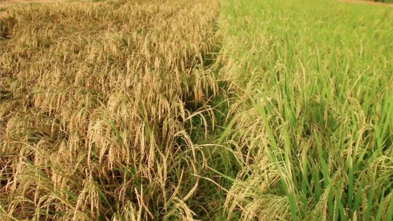 كارثة في أراضي الدقهلية.. تحذيرات عاجلة من ديدان هاموش الأرز ودليل شامل للمكافحة الفورية