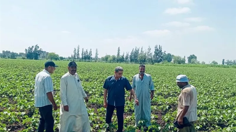 جولة موسعة لزراعة كفر الشيخ.. متابعة القطن والأرز وتشديد على حماية الأراضي الزراعية