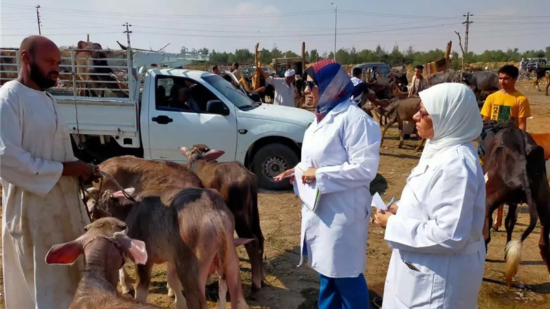 قافلة بيطرية مجانية تعالج 955 رأساً من الماشية والطيور في كفر الزيات