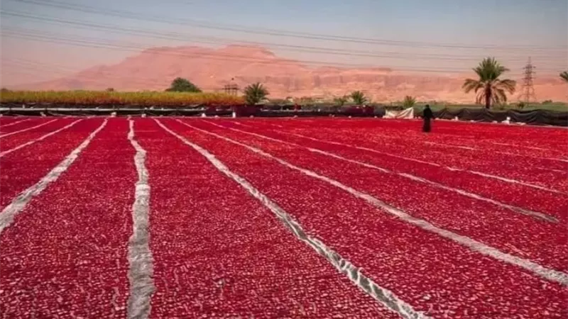 الزراعة: نتوسع في تجفيف الطماطم وإنتاج البيض المبستر