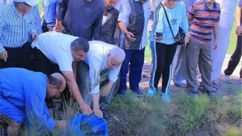 الشرقية تتوسع في الاستزراع السمكي داخل حقول الأرز لتعزيز الأمن الغذائي