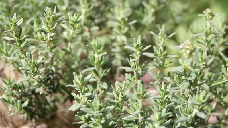 الزعتر نجم زراعات يوليو.. زراعة سهلة وحصاد مستمر بأقل تكلفة