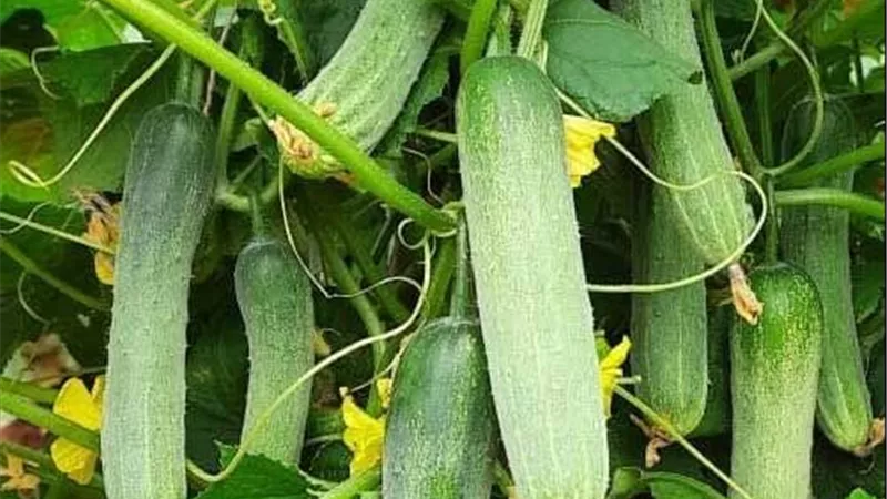 البياض الزغبي يهدد الخيار.. الأعراض وطرق الوقاية والمكافحة