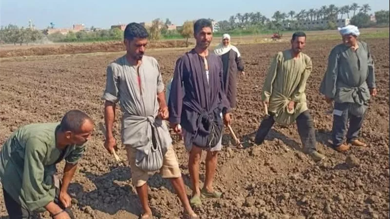 لدعم الثروة الحيوانية.. زراعة بني سويف تطلق حقولًا إرشادية لمحاصيل الأعلاف لخفض تكاليف التربية وزيادة الإنتاج
