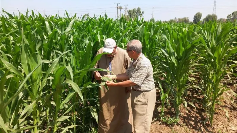 لدعم مزارعي الذرة بالمنوفية.. إرشادات فنية وصرف الأسمدة ومواجهة دودة الحشد الخريفي