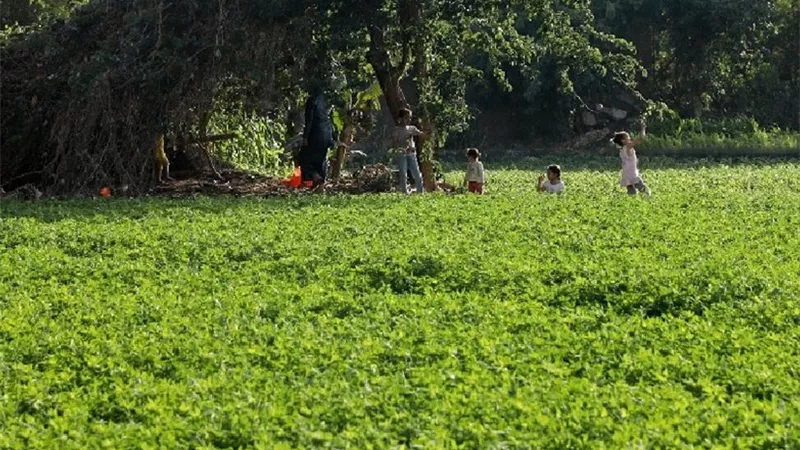 دينية النواب توصي هيئة الأوقاف بمراعاة قيم الإصلاح الزراعي في إيجارات الأراضي