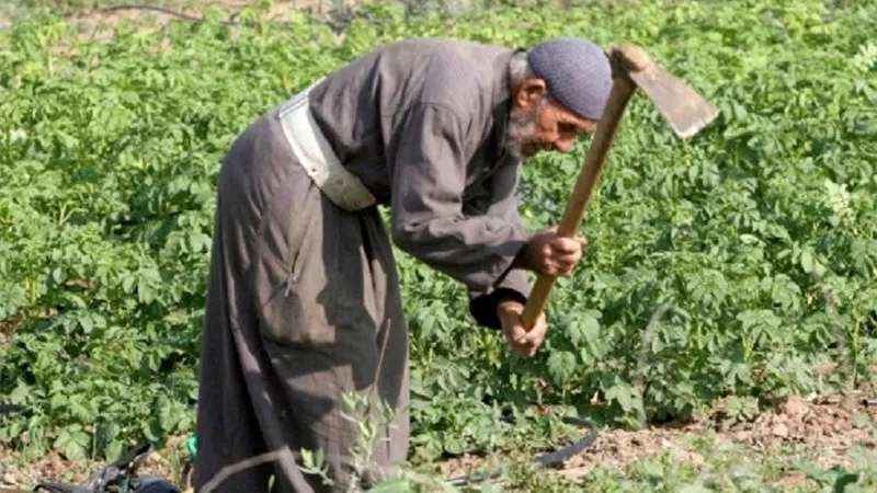 الأوقاف: زيادة إيجارات الأراضي الزراعية ستكون تدريجية مراعاةً للفلاحين