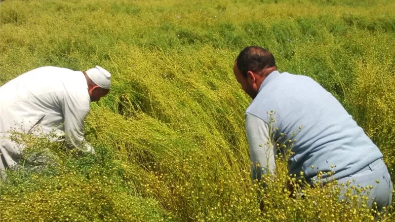 خطوة بخطوة.. دليلك الكامل لزراعة الكتان وتحقيق أعلى إنتاجية