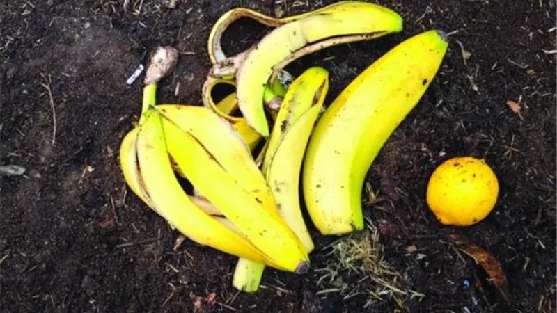 لا تلقِِ قشور الموز.. سماد طبيعي يعزز نمو نباتات الزينة والحدائق المنزليك