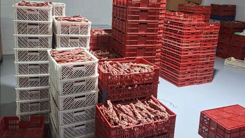 4 آلاف طن في شهر واحد.. الزراعة تعظم الاستفادة من مخلفات المجازر وتدعم الاقتصاد الأخضر