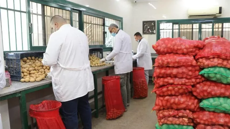 الزراعة: فحص أكثر من مليون طن بطاطس للتصدير و68 ألف طن تقاوي استعدادًا للموسم المقبل