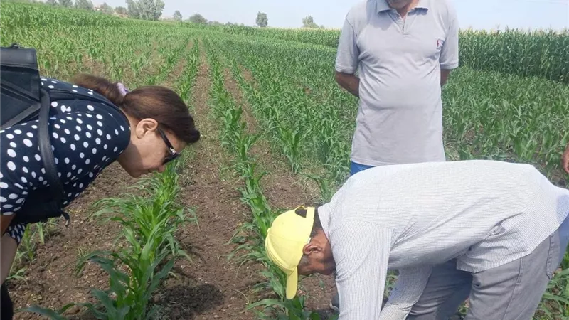 لمواجهة موجة الحر.. زراعة المنوفية تكثف متابعة حقول الذرة وتوجه روشتة عاجلة للمزارعين
