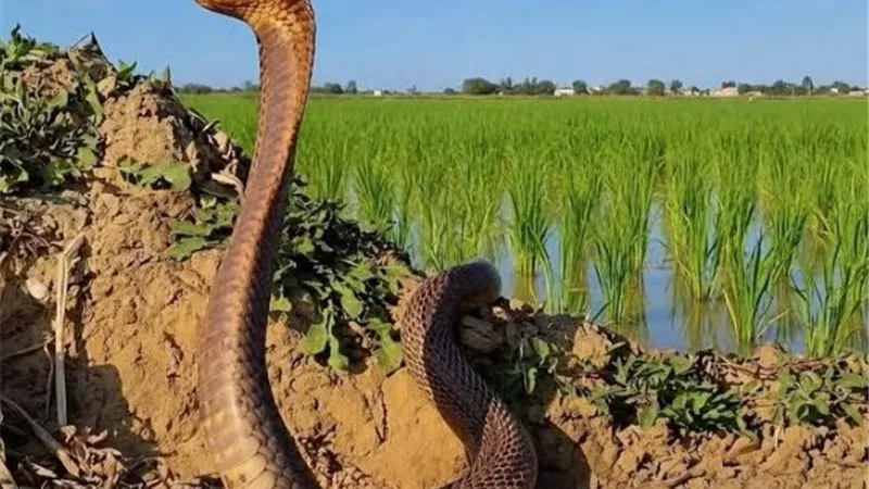 ظهور ثعابين بقرنفيل ومسطرد.. زراعة القليوبية توضح حقيقة انتشار الزواحف