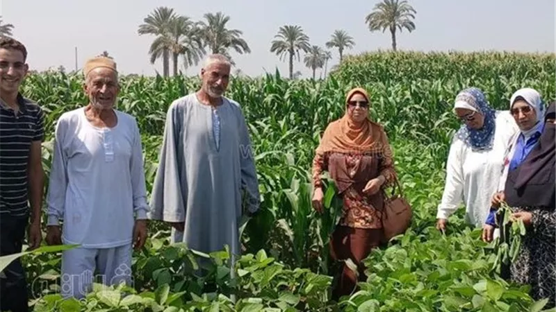 تكثيف زراعي لتعظيم العائد.. زراعة بني سويف تنظم ندوة حقلية لزيادة إنتاجية فول الصويا