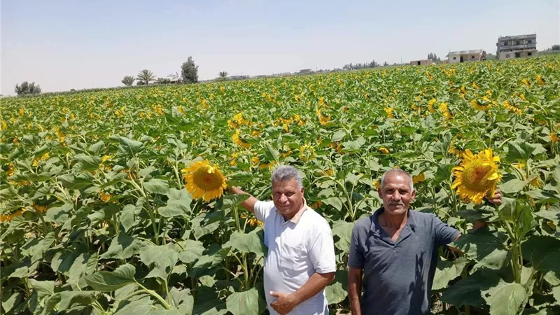 بين حماية المحاصيل الصيفية ومنع التعديات.. زراعة الإسماعيلية تكثف جولاتها الميدانية بالقنطرة شرق والتل الكبير
