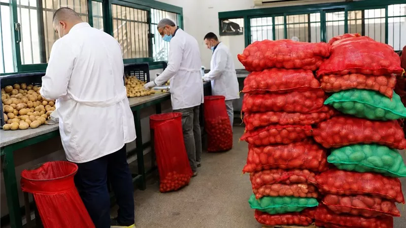 مليون طن بطاطس للتصدير.. المعمل المركزي يحقق إنجازًا جديدًا في دعم الصادرات الزراعية