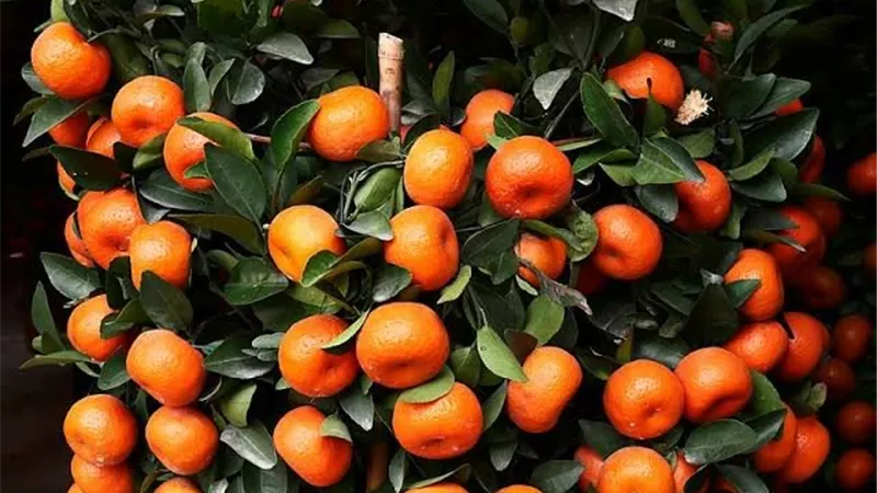 من المنافسة إلى الصدارة.. كيف تفوق اليوسفي المغربي على نظيره الإسباني؟