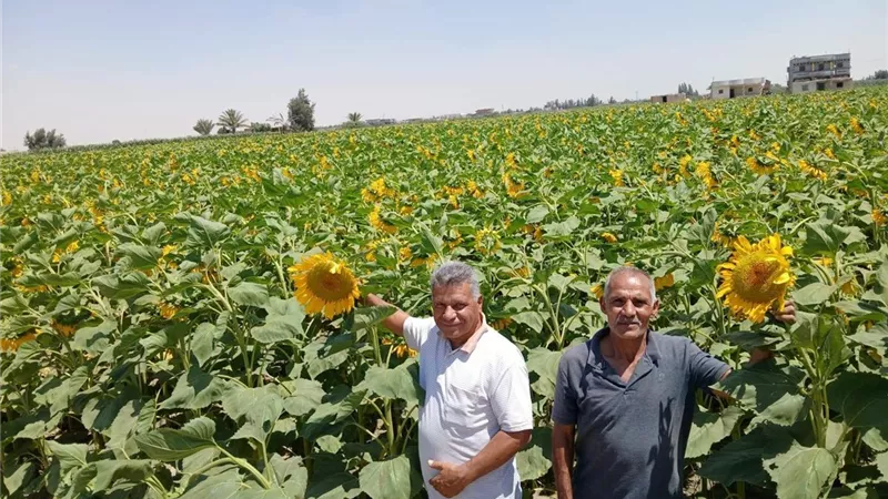 الإدارة الزراعية بالقنطرة شرق تكثف المرور الميداني لمتابعة المحاصيل الزراعية