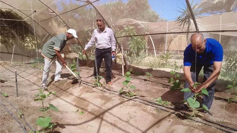 فرسان الإرشاد في شمال سيناء.. جولات ميدانية لدعم التنمية الزراعية بمركز رمانة