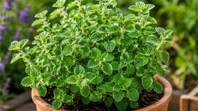 العُلية.. النعناع البري الذي يطرد الحشرات ويزين حديقتك برائحة عطرية