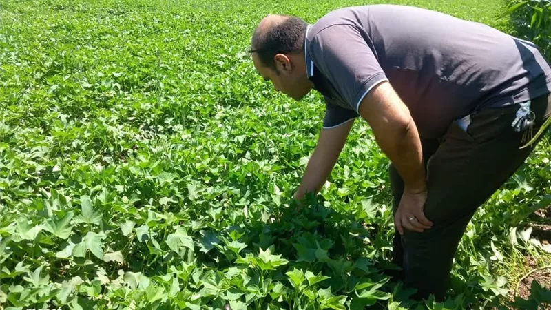 الزراعة تكثف الإرشاد الحقلي بالمنوفية.. توصيات لزيادة إنتاج الذرة ومكافحة دودة الحشد وترشيد الري