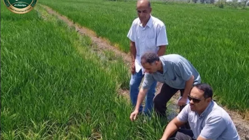 الشرقية تطلق روشتة ميدانية للنهوض بالأرز والذرة وفول الصويا