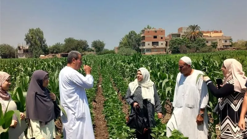 لزيادة إنتاجية الفدان.. الزراعة تروج لتكثيف فول الصويا على الذرة الشامية