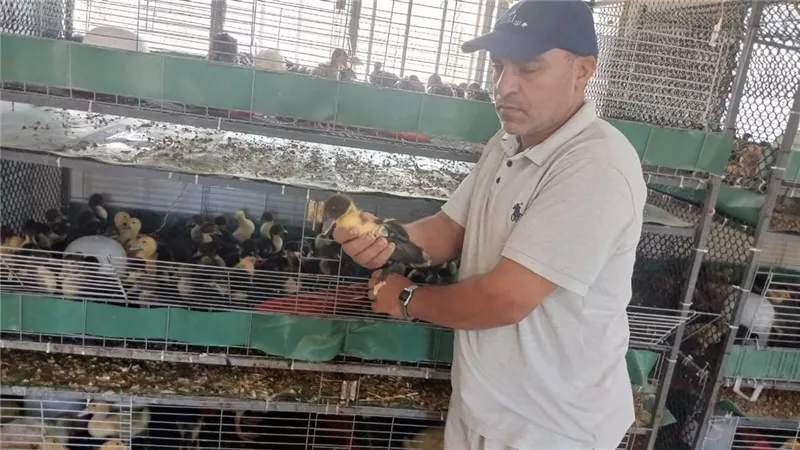 بتوجيهات فاروق.. وكيل زراعة المنوفية يفاجئ إدارة أشمون ويوجه بالتوسع في منفذ بيع الطيور