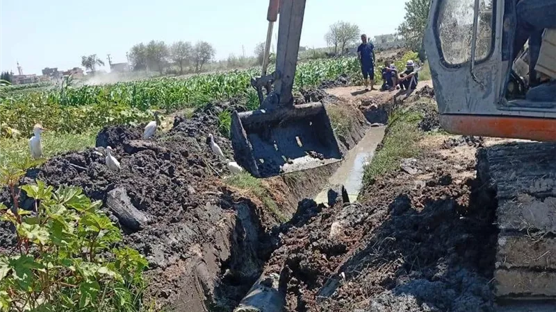 زراعة الشرقية تكثف الأنشطة الإرشادية للنهوض بمحاصيل الأرز والذرة وفول الصويا