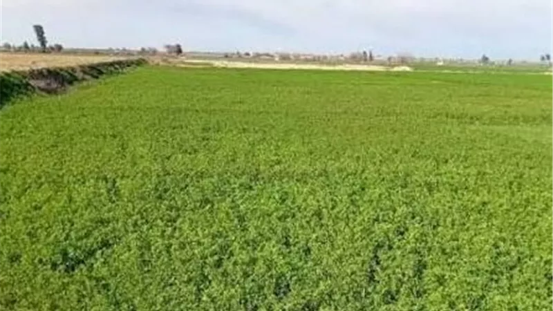 4.5 مليون فدان.. «مستقبل مصر» يقود أكبر خطة للتوسع الزراعي في تاريخ الدولة