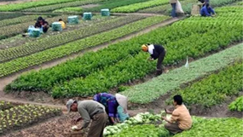 الفلاح تحت الضغط.. برلمانية تطالب بضبط أسعار الأسمدة وحماية المزارعين من انهيار أسعار المحاصيل