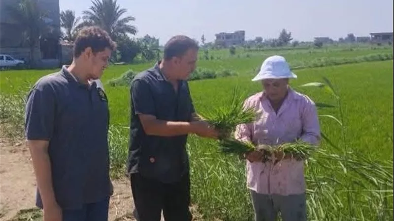 وزارة الزراعة تنفذ يوم حقل لمحصول الأرز بمحافظة بورسعيد