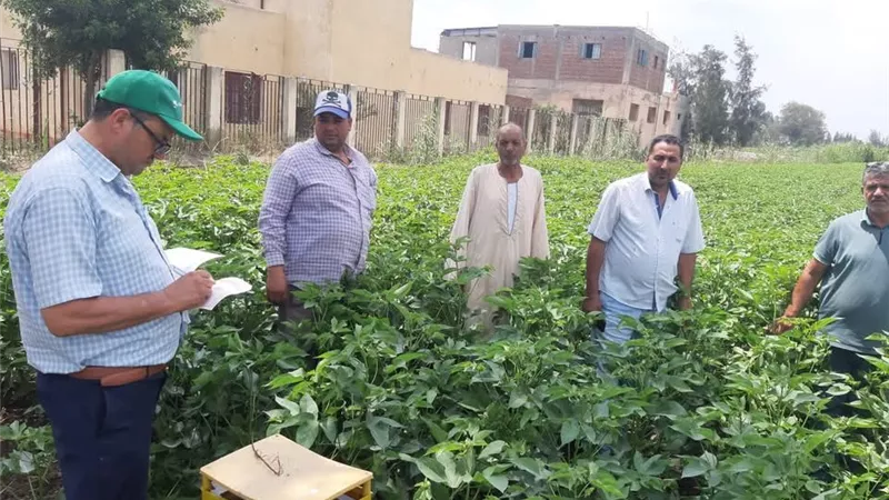لحماية محصول الأرز.. زراعة كفر الشيخ تكثف الإرشاد الميداني وتشدد الرقابة على المبيدات