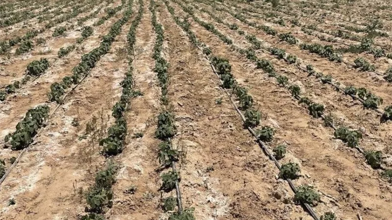 روشتة للتعامل مع الأراضي الملحية.. توصيات مهمة لزيادة الإنتاج وتقليل تأثير الأملاح