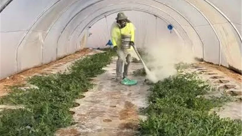 مدير المعمل المركزي للمناخ يكشف أهمية التعفير بالكبريت الزراعي لحماية إنتاجية المحاصيل