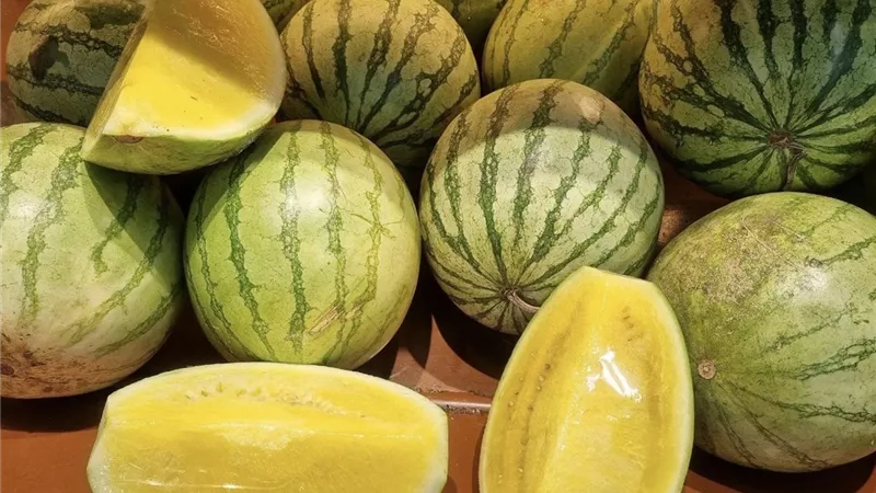 شعبة الخضروات: البطيخ الأصفر متوفر بالأسواق.. وسعر البطيخة يبدأ من 70 جنيهًا