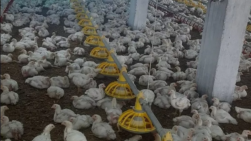 أسعار الدواجن اليوم السبت.. الفراخ البيضاء تصل إلى 105 جنيهات والبلدي تسجل 150 جنيهًا للمستهلك